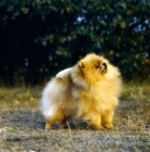 Picture of ch lireva's shooting star, (ziggy), pomeranian looking up