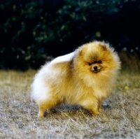 Picture of ch lireva's shooting star, (ziggy), charming pomeranian