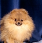 Picture of ch little model of hadleigh,  pomeranian, portrait 