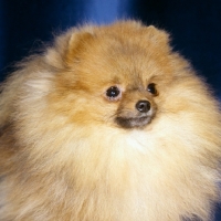 Picture of ch little model of hadleigh, pomeranian, portrait