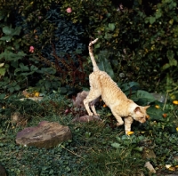 Picture of ch lohteyn golden peach, cornish rex cat prowling