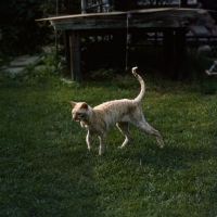 Picture of ch lohteyn golden peach, cornish rex cat walking on grass