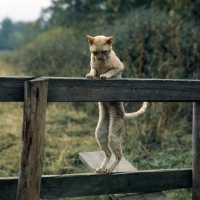 Picture of ch lohteyn golden peach, cornish rex cat climbing over a stile