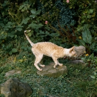 Picture of ch lohteyn golden peach, cornish rex cat prowling on rock