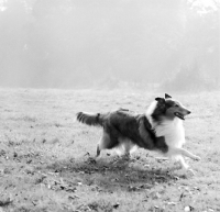 Picture of ch lovely lady of glenmist, rough collie galloping in a field