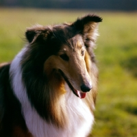 Picture of ch lovely lady of glenmist, rough collie, portrait