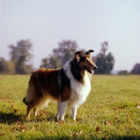 Picture of ch lovely lady of glenmist, rough collie, side view