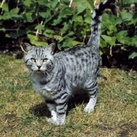 Picture of ch lowenhaus ferragus, silver spotted cat