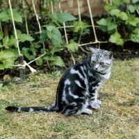 Picture of ch lowenhaus fingal, silver tabby cat 