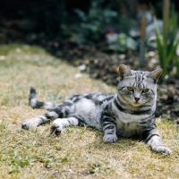 Picture of ch lowenhaus fingal, silver tabby cat 