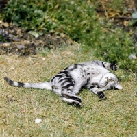 Picture of ch lowenhaus fingal, silver tabby cat rolling