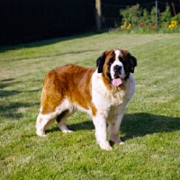 Picture of ch lucky charm of whaplode, st bernard standing in garden