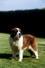 Picture of ch lucky charm of whaplode, st bernard 