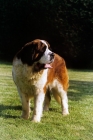 Picture of ch lucky charm of whaplode, st bernard 