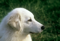 Picture of ch macsuibhneâ€™s gypsy snowbunny, kuvasz  in usa potrait