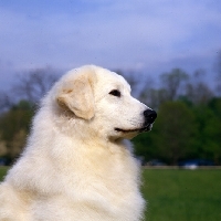 Picture of ch macsuibhneâ€™s gypsy snowbunny, hungarian kuvasz in usa, head study