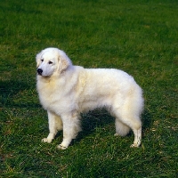 Picture of ch macsuibhneâ€™s gypsy snowbunny,   hungarian kuvasz in usa