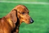 Picture of ch malynsa madrigal, smooth haired dachshund, portrait
	-