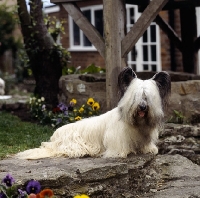 Picture of ch marjayn marcus,  skye terrier sitting on steps