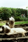 Picture of ch marjayn marcus, ch marjayn mona, two skye terriers sitting on steps