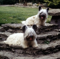 Picture of ch marjayn marcus, ch marjayn mona,  two skye terriers sitting on steps