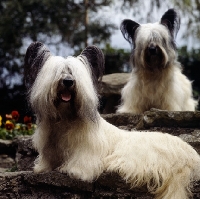 Picture of ch marjayn marcus, ch marjayn mona, two skye terriers sitting on steps