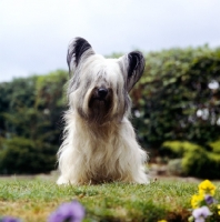 Picture of ch marjayn marcus, skye terrier sitting on grass