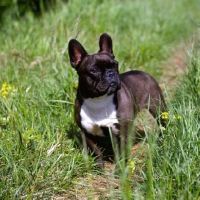 Picture of ch merrowlea opal of boristi,   french bulldog 