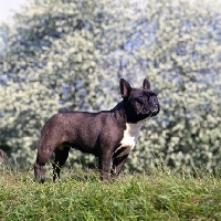 Picture of ch merrowlea opal of boristi,   french bulldog standing on grass