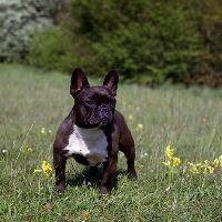 Picture of ch merrowlea opal of boristi,  french bulldog champion standing among cowslips