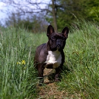 Picture of ch merrowlea opal of boristi,   french bulldog standing in long grass