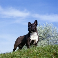 Picture of ch merrowlea opal of boristi, french bulldog standing on high ground