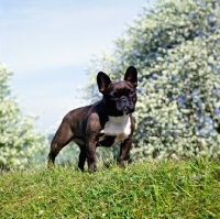 Picture of ch merrowlea opal of boristi, french bulldog standing on high ground