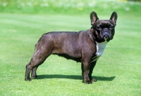 Picture of ch merrowlea opal of boristi, french bulldog  