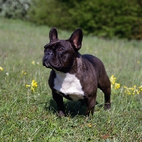 Picture of ch merrowlea opal of boristi, french bulldog standing among cowslips