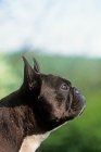 Picture of ch merrowlea opal of boristi, french bulldog head in profile