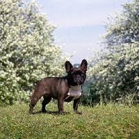 Picture of ch merrowlea opal of boristi, french bulldog standing on grass