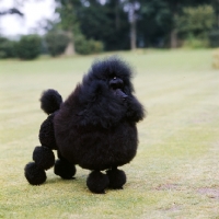 Picture of ch mickey finn of montfleuri, famous miniature poodle