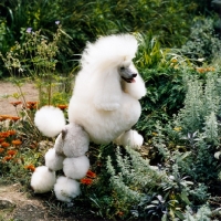 Picture of ch miradel camilla, proud miniature poodle, showing off her show coat