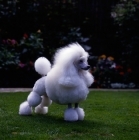 Picture of ch miradel of course, (jamie) white miniature poodle