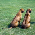 Picture of ch mirengo's mandambo, two rhodesian ridgeback showing ridge sitting on grass