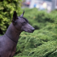 Picture of ch moctezuma, alert mexican hairless
