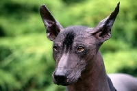 Picture of ch moctezuma, mexican hairless looking alert