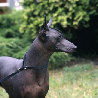 Picture of ch moctezuma, mexican hairless head study