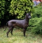 Picture of ch moctezuma, side view of mexican hairless dog
