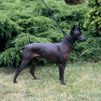 Picture of ch moctezuma,mexican hairless side view