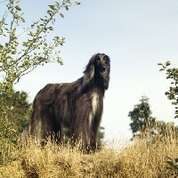 Picture of ch montravia kaskarak hitari (alfie), afghan hound standing on grass, bis crufts 1983 