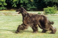 Picture of ch montravia kaskarak hitari, afghan hound, crufts bis, trotting across lawn