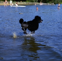 Picture of ch montravia tommy gun,  bis crufts, standard poodle running across a lake