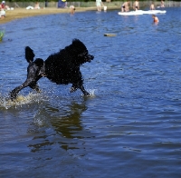 Picture of ch montravia tommy gun  standard poodle striding along in water